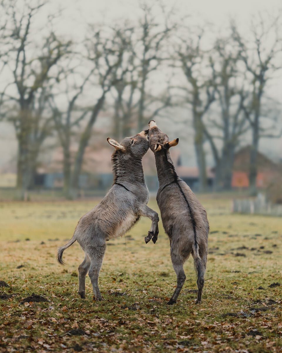 Court Security Risk Assessment